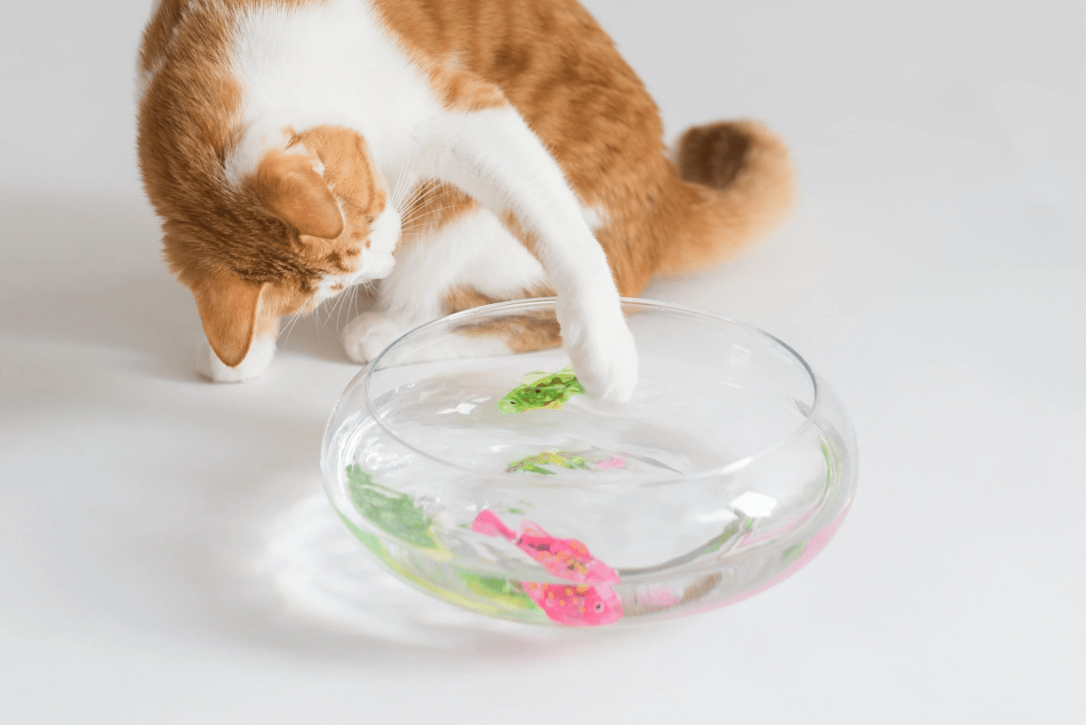 Jouet Interactif Chat  - CatchyFish™ - Rose Bonbon